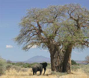 baobab