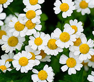 chamomile