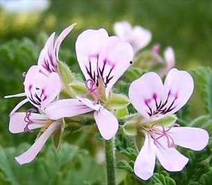 rosegeranium